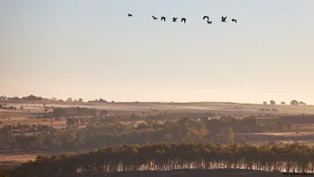 Gullls over peak district.jpg
